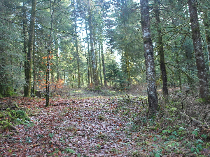 Habitat naturel « Hêtraie-sapinière montagnarde sur lapiaz », habitat très commun en Franche-Comté